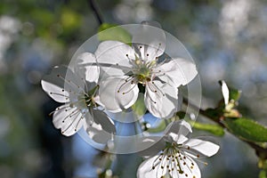Three white cherry blossoms in a bright contoured light. Stamens and pistils close-up.