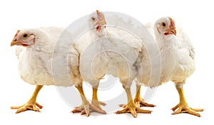 Three white chickens