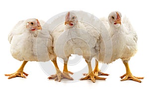 Three white chickens