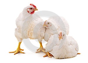 Three white chickens