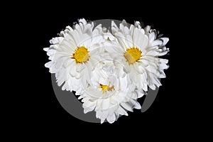 Three White Chrysanthemum Flowers with Yellow Center Isolated on Black Background