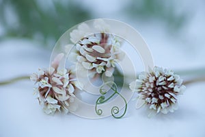 Three white clover flowers and a curlicue