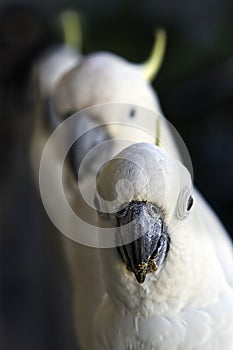 Three White Cockatoos In A Row