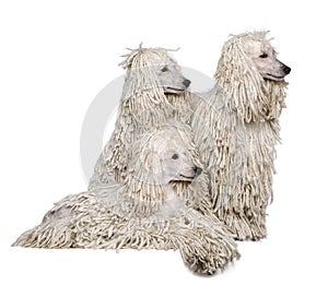 Three White Corded standard Poodles photo