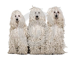 Three White Corded standard Poodles sitting photo