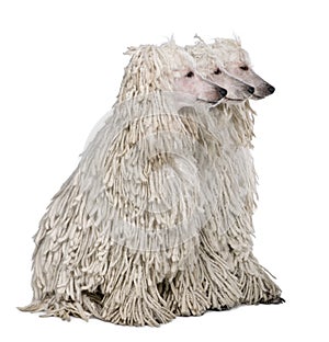 Three White Corded standard Poodles sitting in front of white background