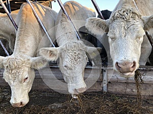 Three white cows eating hay