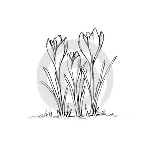 Three white crocuses on a white background