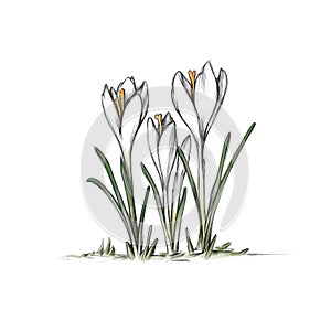 Three white crocuses on a white background