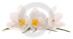 Three white crocuses