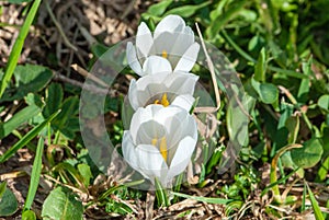 Three white crocuses in a row one after another