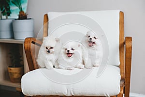 Three white cute pomeranian puppies in soft armchair. Closeup