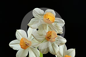 Three white daffodils