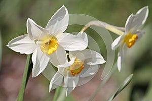 Three white daffodils flowers close-up in garden