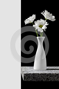 Three white daisies in vase on black background