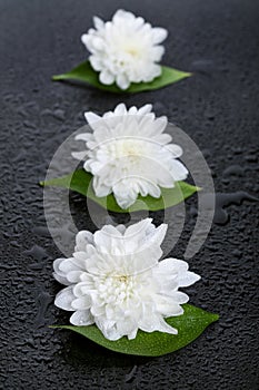 Three white daisies with water drops