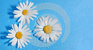 three white Daisy on a blue background water drops, summer color