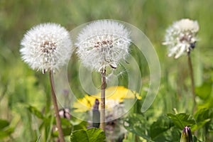 Three white dandelion blowballs in meadow field