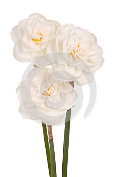Three white double daffodils