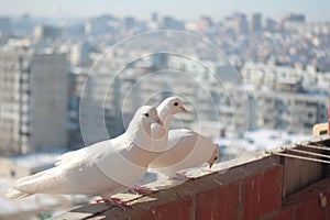 Three white doves coo against the cityscape from a high floor. Relationship of a group of white birds. Doves symbol of