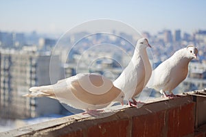 Three white doves coo against the cityscape from a high floor. Relationship of a group of white birds. Doves symbol of