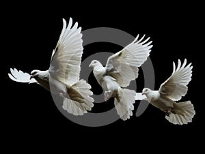 Three white doves flying in the air