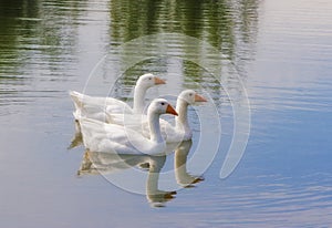 Three white ducks