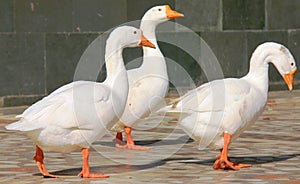 Three white ducks