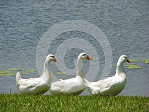 Three white ducks in a row on the lake shore