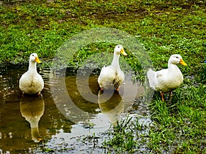 Three White Ducks Standing In A Puddle