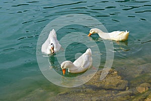 Three white ducks swimming