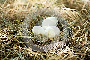 Three white eggs in the straw nest