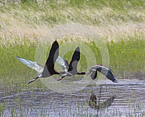 Three White-faced Ibis Birds Flying Across Pond