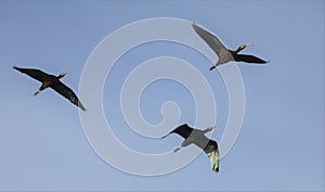 Three White-faced Ibis in Flight