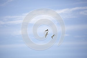 Three White-Faced Ibises in Flight