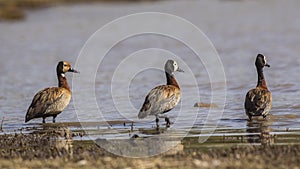 Three White-faced Whistling Ducks on Pond