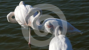 Three white flamingos in the water at sunset, close-up videos, flamingos are a beautiful wading bird that lives in many