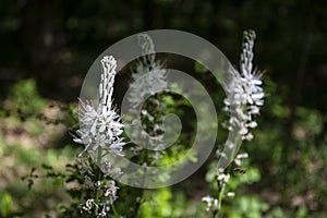 Three white flowered asphodels asphodelus albus