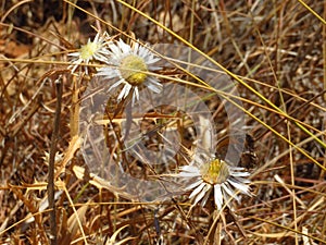 Three white flowers with a butterfly on one in riserva dello zingaro