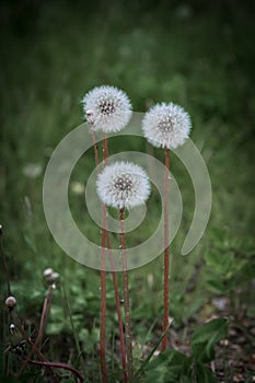 Three white, fluffy dandelions, against the background of a green lawn.