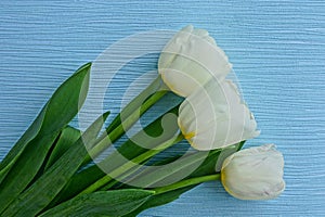 Three white fresh tulips in a bouquet on a blue background
