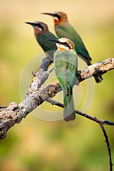 Three white fronted bee eaters