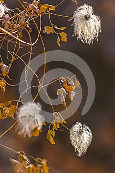 Three white fuzzy flowers on a vine off trail