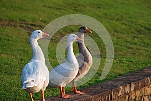 Three white geese