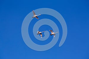 Three white geese flying in blue sky