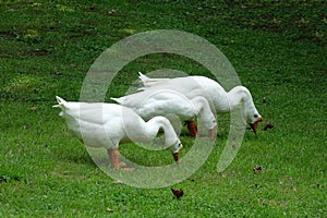Three white geese