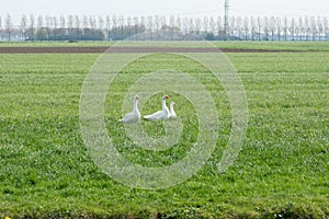 Three white geese in grassland