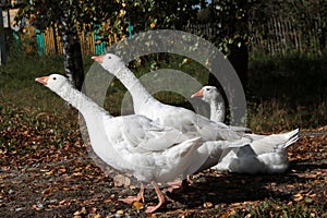 Three white geese
