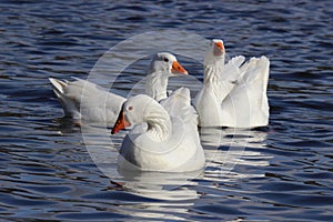 Three White Geese