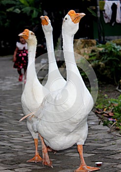 Three white geese